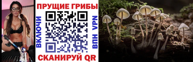 блэк спрут ссылка  Болохово  Псилоцибиновые грибы Psilocybe 